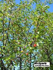 Prunus Montmorency Sour Cherry Midpark Nurseries Wisconsin