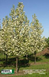 Pyrus Chanticleer Flowering Pear
