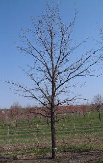 Quercus macrocarpa Bur Oak midpark nurseries wisconsin