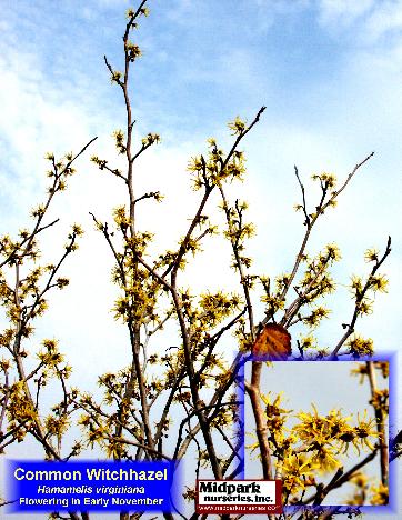 Witchhazel Hamamelis virginiana midpark nurseries wisconsin