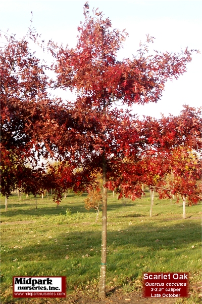 Quercus coccinea Scarlet Oak midpark nurseries wisconsin