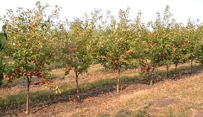 Malus Honeycrisp Apple midpark nurseries wisconsin