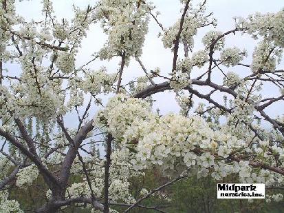 Prunus Superior American Plum Midpark Nurseries Wisconsin