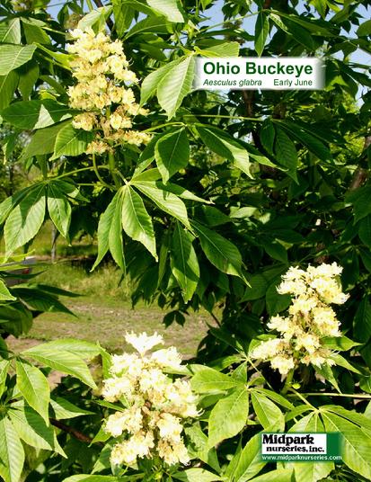 Aesculus glabra Ohio Buckeye midpark wisconsin nurseries