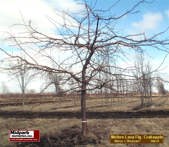 Malus Molazam Molten Lava Flowering Crabapple Wisconsin Midpark Nurseries