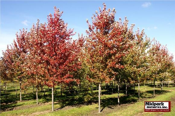 Autumn Blaze Maple Acer freemanii Jeffersred midpark wisconsin nurseries