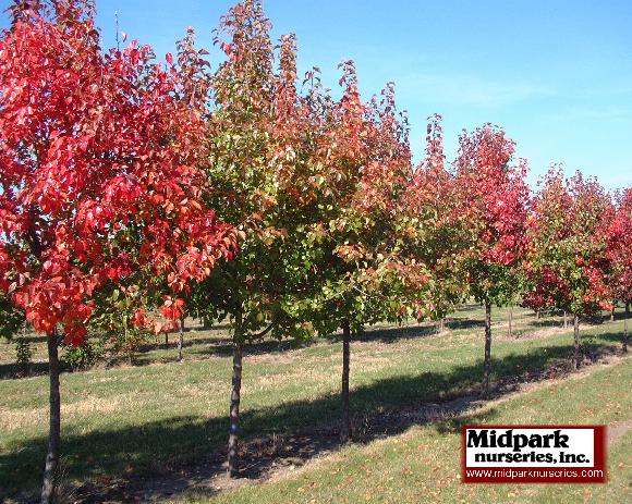 Pyrus Autumn Blaze Flowering Pear Midpark Wisconsin Nurseries