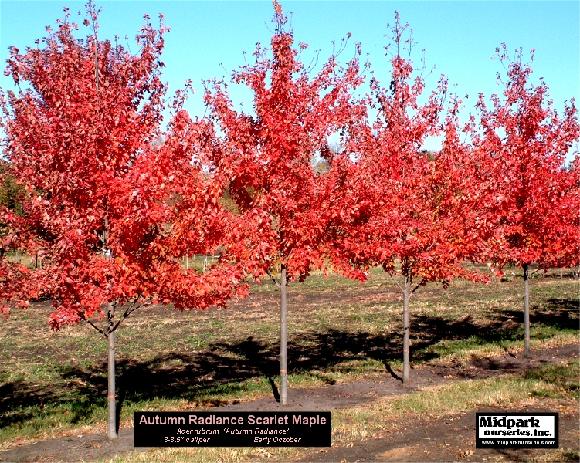 Acer rubrum  Autumn Radiance Maple