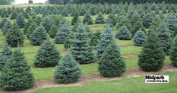 Colorado Blue Spruce Picea pungens glauca & Black Hills Spruce Picea glauca densata Wisconsin Midpark Nurseries