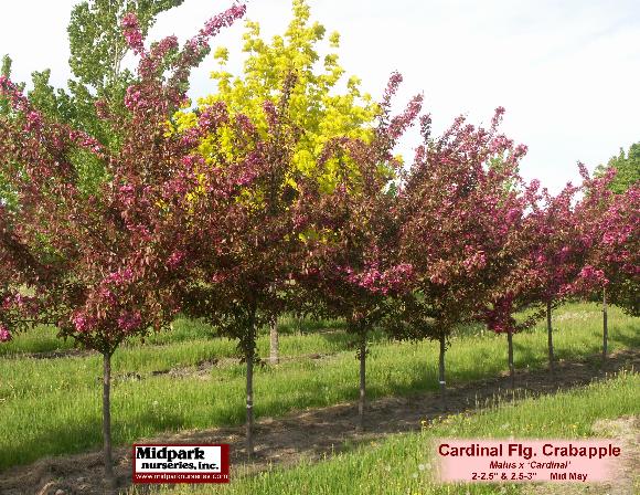 Cardinal Flowering Crabapple Midpark Nurseries Wisconsin