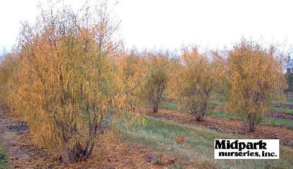 Fernleaf Buckthorne Rhamnus frangula asplenifolia Wisconsin Midpark Nurseries