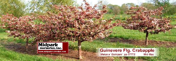 Guinevere Guinzam Flowering Crabapple Midpark Nurseries Wisconsin