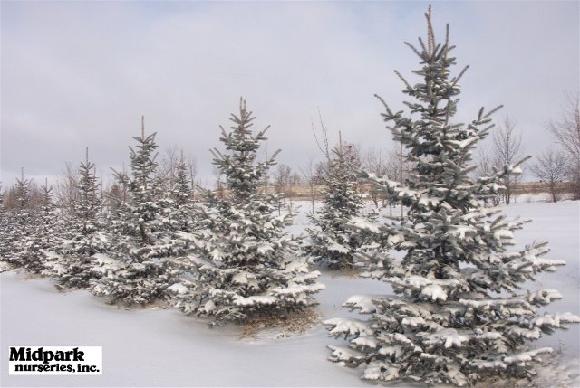 Hoopsii Colorado Spruce Picea pungens Wisconsin Midpark Nurseries