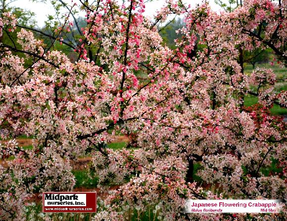 Malus floribunda Japanese Flowering Crabapple Midpark Nurseries Wisconsin