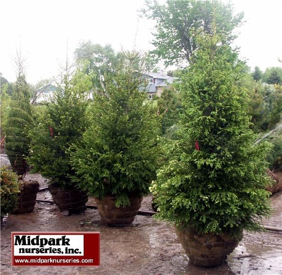 Midpark Picea abies Norway Spruce