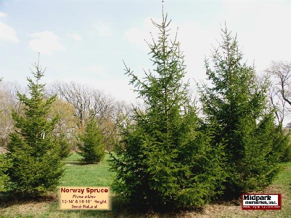 Midpark Picea abies Norway Spruce