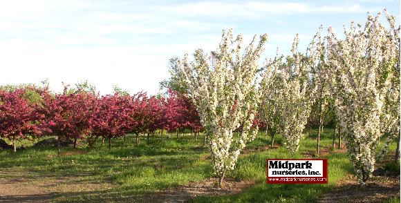 Adams & Sentinel Flowering Crabapple Malus Midpark Nurseries Wisconsin
