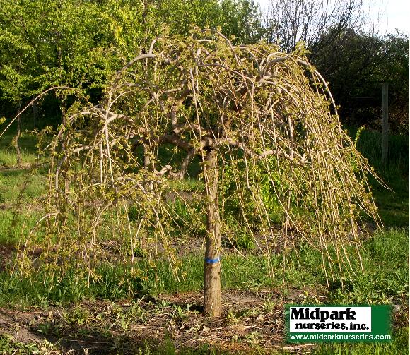 Morus Weeping Mulberry Chaparral wisconsin midpark nurseries